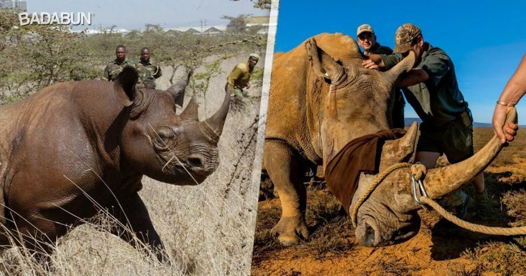 Ultimul rinocer din lume a murit. Oficial au disparut
