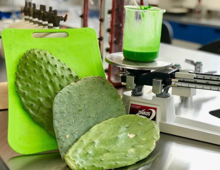 O femeie din Mexic a creat plastic biodegradabil din cactus