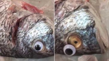 Pescarie inchisa pentru ca folosea ochi de jucarie pentru a face pestele sa arate mai proaspat