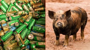 Un porc a furat 18 doze de bere de la turiști, s-a îmbătat și a atacat o vacă
