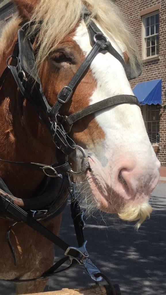 Dacă te simți vreodată trist, adu-ți aminte: caii își pot crește propriile mustăți