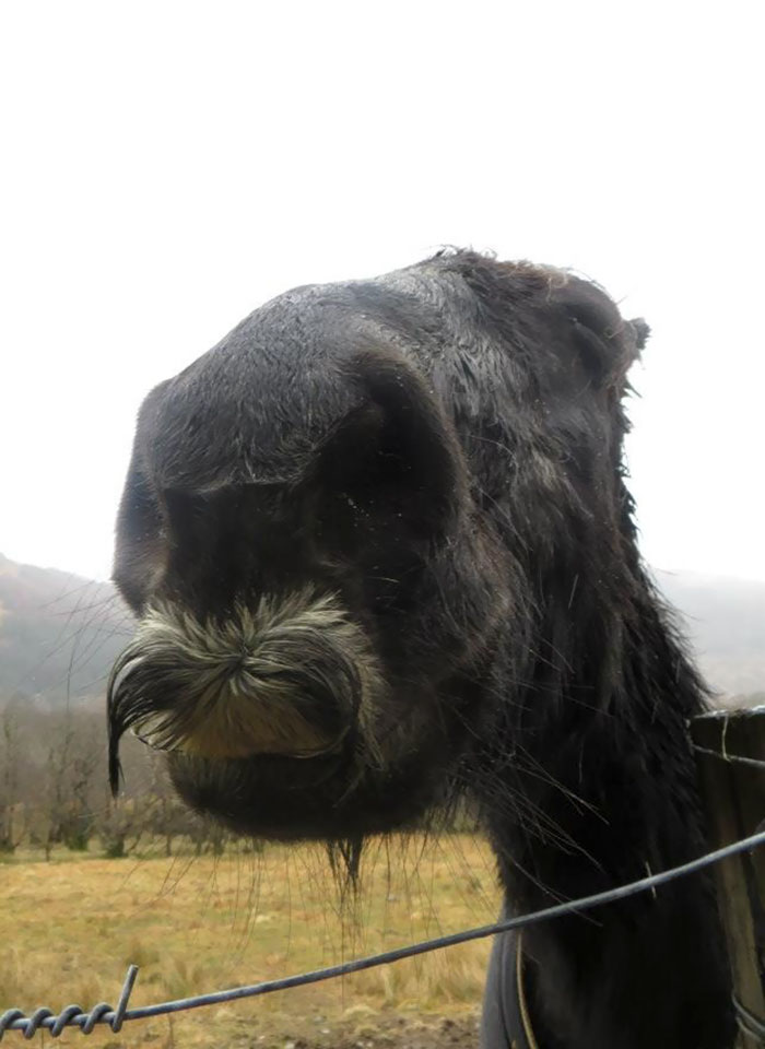 Dacă te simți vreodată trist, adu-ți aminte: caii își pot crește propriile mustăți