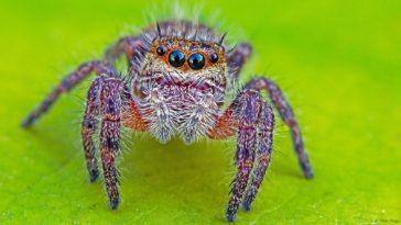 Dacă păianjenii și-ar uni forțele ar putea mânca toți oamenii într-un singur an